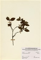 藏品(埔里杜鵑)的圖片